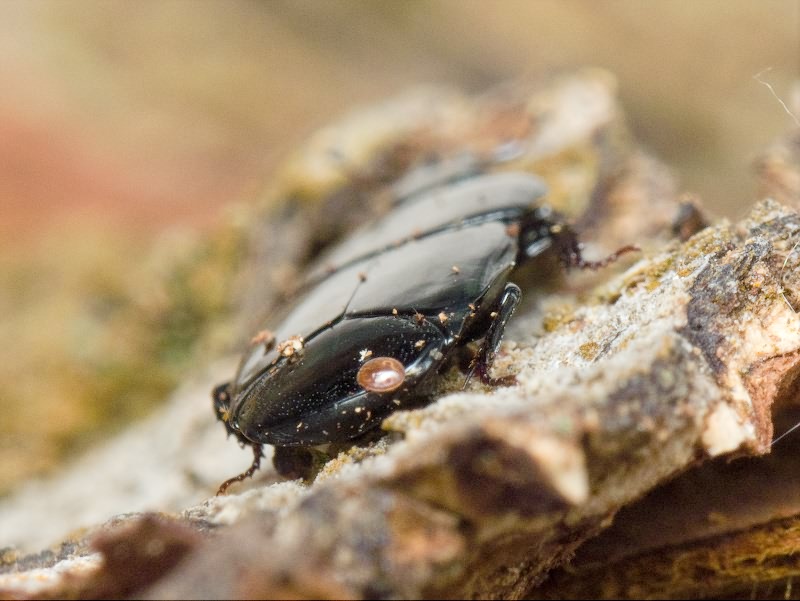 Hololepta plana (Sulzer, 1776)